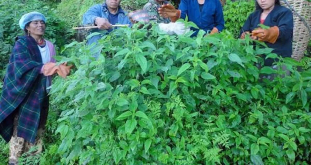 ‘सिस्नु’ प्रकृतिको एउटा बरदान हो, जसले च्वाट्टै पार्छ यी रोगहरु जान्नुहोस !